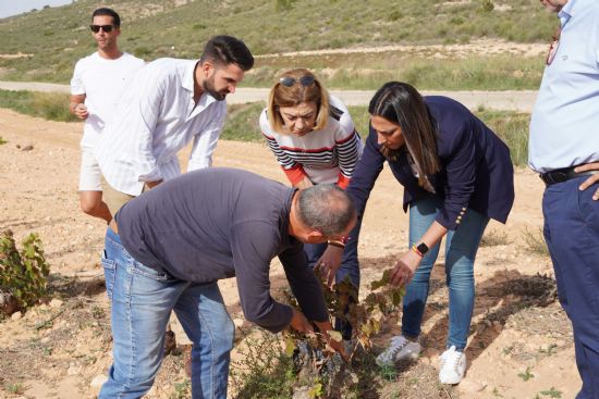 La vendimia encara su recta final con una produccin estimada regional cercana a las 53.000 toneladas