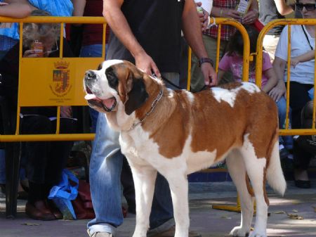 LA MONOGRFICA DEL CLUB ESPAOL DEL PERRO SAN BERNARDO CONT CON LA PARTICIPACIN DE MS DE 80 ANIMALES 