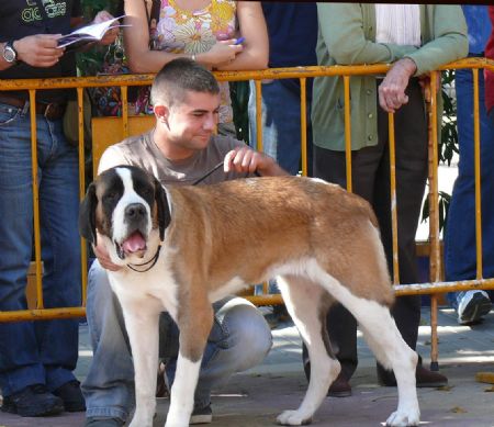 LA MONOGRFICA DEL CLUB ESPAOL DEL PERRO SAN BERNARDO CONT CON LA PARTICIPACIN DE MS DE 80 ANIMALES 