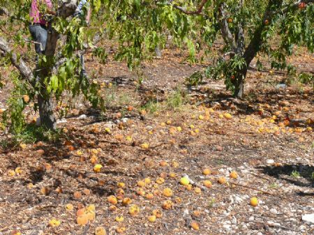 EL DELEGADO DEL GOBIERNO Y EL ALCALDE VISITAN VARIOS PARAJES AFECTADOS POR LAS LLUVIAS Y EL PEDRISCO