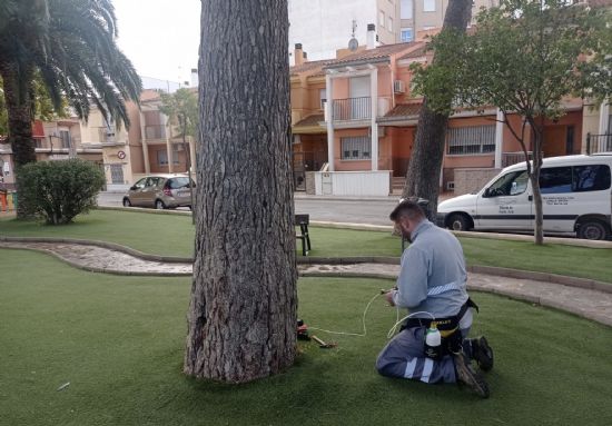 El Ayuntamiento realiza nuevos tratamientos de endoterapia en los pinos del municipio para evitar procesionaria