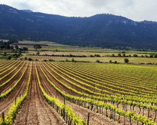 El sector vitivincola recibir  14,2 millones de euros para actuaciones de reestructuracin y reconversin del viedo