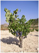 árbol
